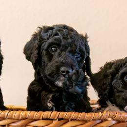 Bear - Black Bernedoodle puppy in Yorba Linda, California from SoCal Doodles