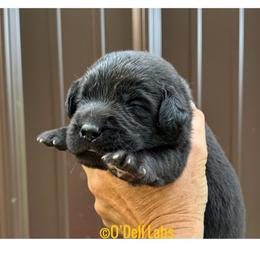 Liberty - Black female Labrador Retriever puppy in Sullivan, Missouri from O’Dell Labs
