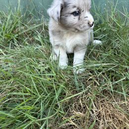 Falcon - Australian Shepherd puppy in Otis, Oregon from Heritage Hill Aussies