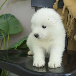 Samoyed Puppies from Desert Snow Samoyeds