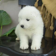 Samoyed Puppies from Desert Snow Samoyeds