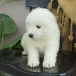 Samoyed Puppies from Desert Snow Samoyeds