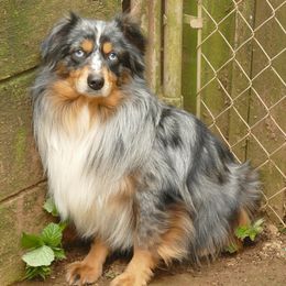 hot rod - Miniature Australian Shepherd