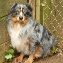 hot rod - Miniature Australian Shepherd