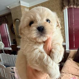 Biscotti-pending - Gold and white male Shihpoo puppy in Whitehall 18052, Pennsylvania from Lilli’s Shih tzus and Shih poos
