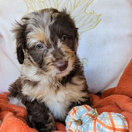 Hark - Aussiedoodle puppy from Doodle Mountain