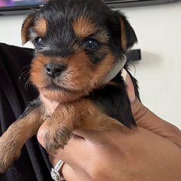 Grey - Black and tan female Yorkshire Terrier puppy in Washington, D.C. from Purple Ribbon Yorkie Kennel