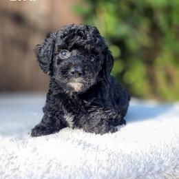 Zora - Black and white female Aussiedoodle puppy in Centreville, Mississippi from Trin's Designer Doodles