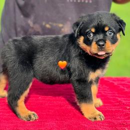 Girl 1 - Black and mahogany female Rottweiler puppy in Live Oak, Florida from K&R RANCH KENNELS