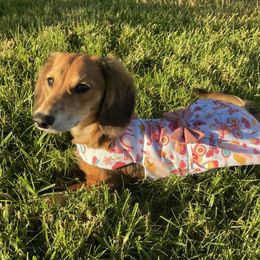 Dachshund Puppies from Forever home dachshunds