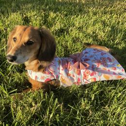Dachshund Puppies from Forever home dachshunds