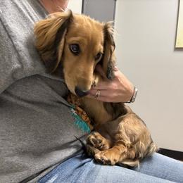 Khloe - Dachshund