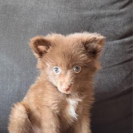 Campanilla - Chocolate female Pomeranian puppy in Brooklyn, New York from Pomeranians Lovers