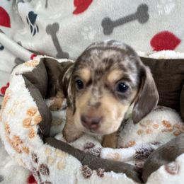 Orange - Dapple male Dachshund puppy in Cumby, Texas from Dog Daze Ranch