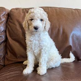 Snickerdoodle - Cream female Labradoodle puppy in Kingman, Arizona from The Dood Ranch