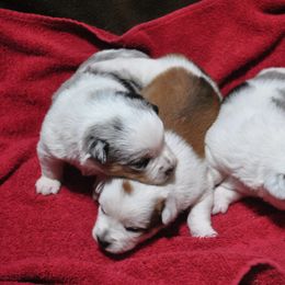 Australian Cattle Dog and Companion Cross Puppies from MX Kennel - Central MO