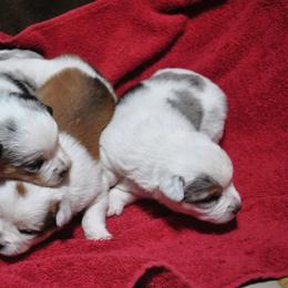 Australian Cattle Dog and Companion Cross Puppies from MX Kennel - Central MO