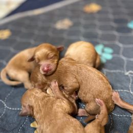 Skittles - Red male Cavapoo puppy in River Falls, Wisconsin from Dottie's Doodles