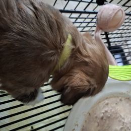 Lime Green - Grizzle male Lhasa Apso puppy in Palm Bay, Florida from Bon Bon's Boshay Pabu Lhasa Apso