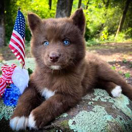 Beau - Red and white male Siberian Husky puppy in Union Grove, Alabama from Southern Siberian Life