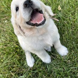 Lola - Light golden female Golden Retriever puppy in Pittsgrove, New Jersey from Journeyman Goldens