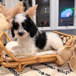 Doc pop - Black and white male Bernedoodle puppy in North Royalton, Ohio from Johnson's Doodles