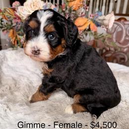 Gimme - Tri-color female Bernedoodle puppy in Royse City, Texas from Platinum Bernedoodles of Texas
