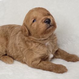 Goldendoodle Puppies from Lake Village Doodles