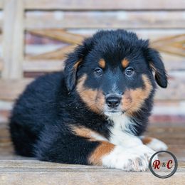 Cocoa - Black tri male Miniature Australian Shepherd puppy in Buna, Texas from R & C Kennels