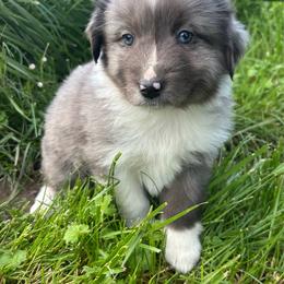 Maverick - Blue merle male Miniature Australian Shepherd puppy in Lebanon, Oregon from Two Pines Mini Aussies