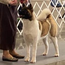 Akita from DeZaVu Akitas