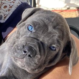 Cane Corso from Nysa Cane Corso