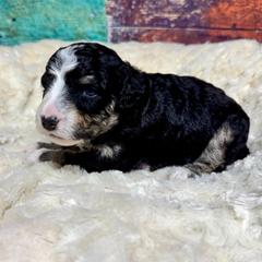 Black tri - male Australian Mountain Doodle puppy in Blue Springs, Missouri from Jeanie’s Doodles
