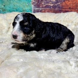 Black tri - male Australian Mountain Doodle puppy in Blue Springs, Missouri from Jeanie’s Doodles