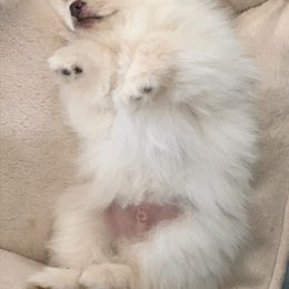 Pomeranian Puppies from Yates Pomeranians