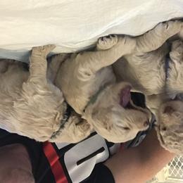 Goldendoodle, Schnoodle, and Sheepadoodle Puppies from Dood Ranch