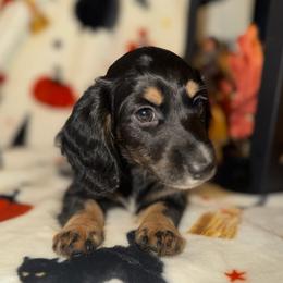 Salazar - Black and tan male Dachshund puppy in Roanoke, Alabama from J&E Dachshunds