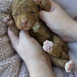 Poppy - Red  female Goldendoodle puppy in Decatur, Tennessee from Diamond's Doodles