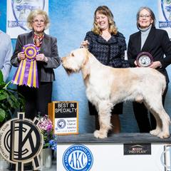Navigator - Spinone Italiano