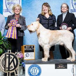 Navigator - Spinone Italiano