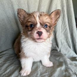 Gravy - Fawn male Pembroke Welsh Corgi puppy in Indianapolis, Indiana from Mk’s Corgis