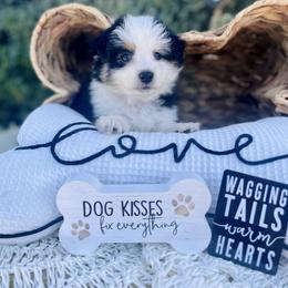 Miniature Australian Shepherd Puppies from DLT MiniAussie