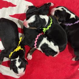 Girl 3 - Black, white and red female Greater Swiss Mountain Dog puppy in Knoxville, Maryland from Dahlgren Swissys