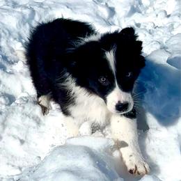 Pete - Black & white male Australian Shepherd puppy in Marshfield, Vermont from Discovery Hill Australian Shepherds