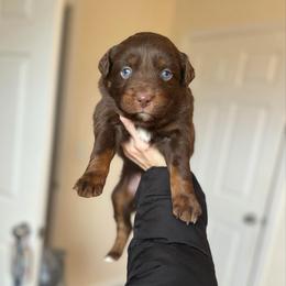 Grinch - Red tri-color male Australian Shepherd puppy in Tyner, Kentucky from Lil’ Town Aussies