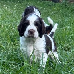 Skor - Liver and white male English Springer Spaniel puppy in Henry, Virginia from Two Hills Springers