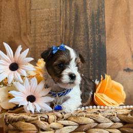 Gizmo - Parti male Yorkshire Terrier puppy in Howe, Oklahoma from Ray Holder