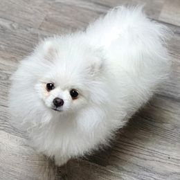 Ari Joon - Pomeranian