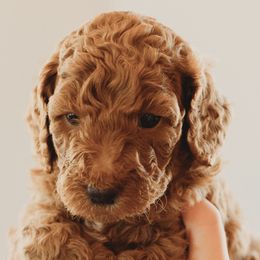 Goldendoodles from The McDoodle Clan