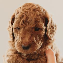 Goldendoodles from The McDoodle Clan